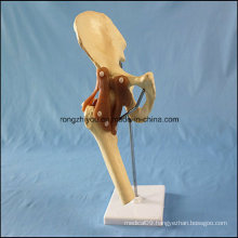 Human Hip Joint Fountion Skeleton Model for Education